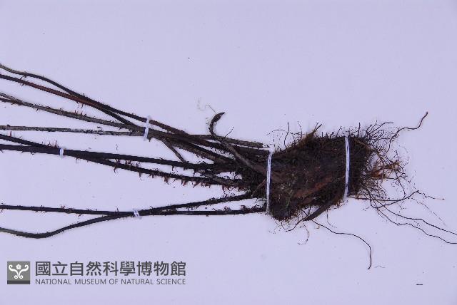 威氏鐵角蕨藏品圖，第3張