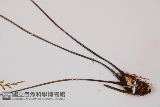 威氏鐵角蕨藏品圖，第3張