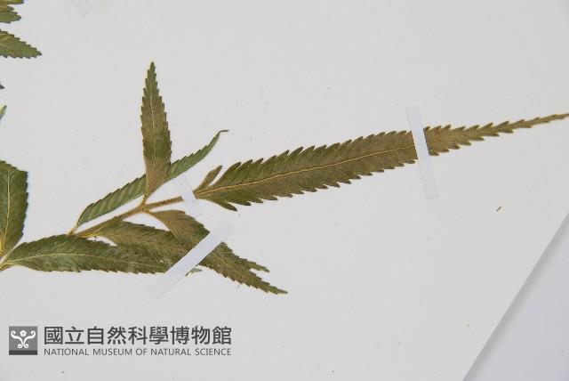 蘭嶼鐵角蕨藏品圖，第3張