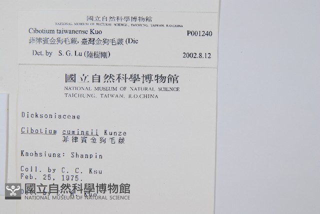 臺灣金狗毛蕨藏品圖，第2張
