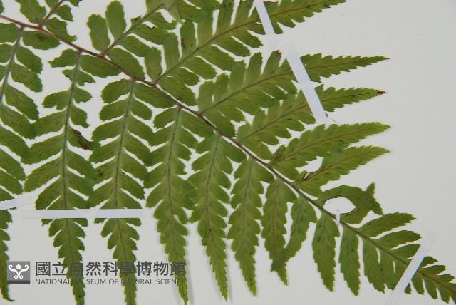 阿里山蹄蓋蕨藏品圖，第3張
