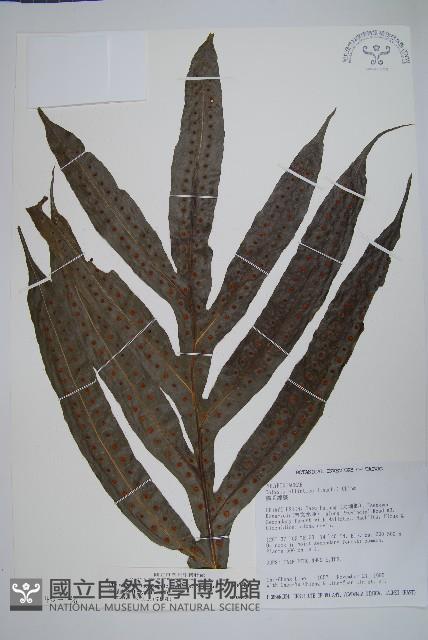 Accession Number:P003240 Collection Image, Figure 3, Total 8 Figures