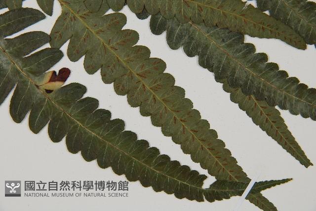 毛柄短腸蕨藏品圖，第3張