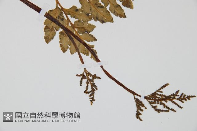 陰地蕨藏品圖，第5張