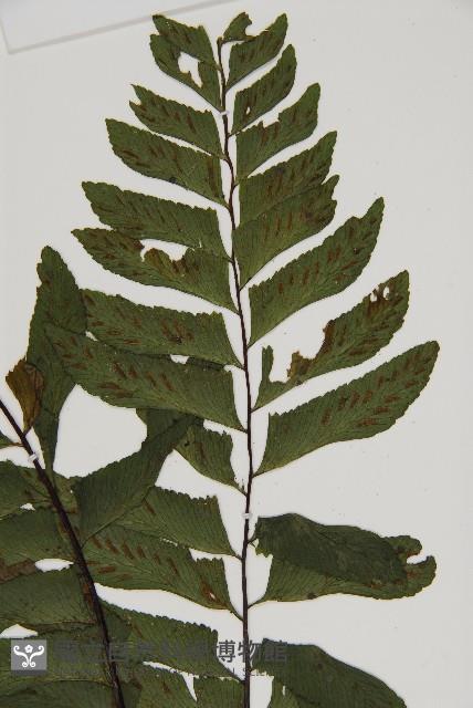 剪葉鐵角蕨藏品圖，第3張