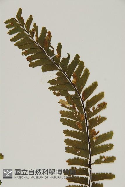 薄葉孔雀鐵角蕨、邊孢鐵角蕨藏品圖，第3張