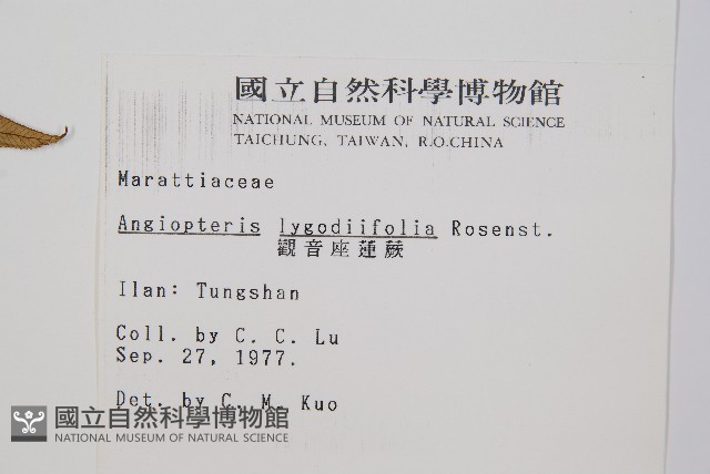 觀音座蓮藏品圖，第2張