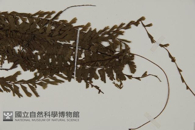 鞭葉鐵線蕨藏品圖，第3張