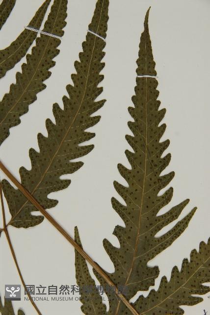三叉蕨藏品圖，第3張