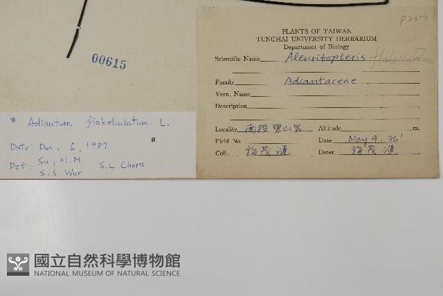 扇葉鐵線蕨藏品圖，第2張