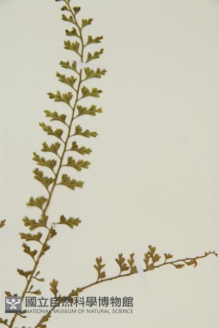 鱗柄鐵角蕨藏品圖，第3張