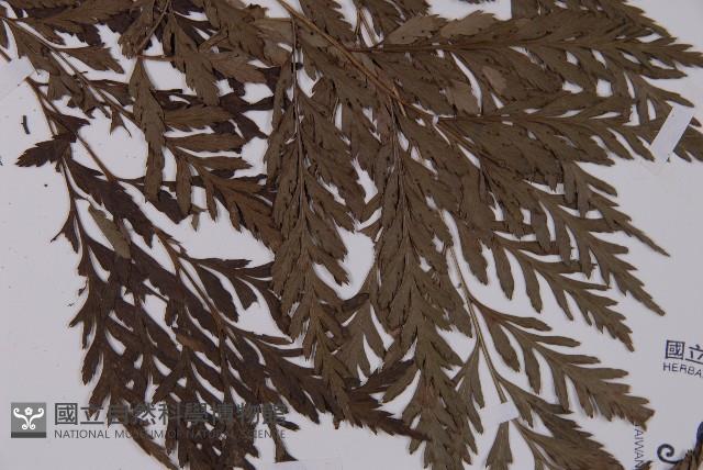 登錄號:P006070藏品圖，第3張