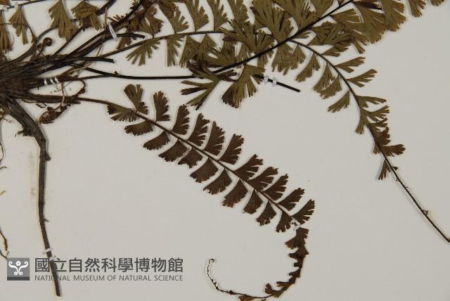 鞭葉鐵線蕨藏品圖，第3張