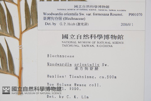 臺灣狗脊蕨藏品圖，第2張