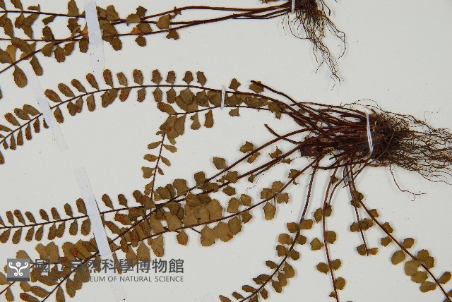 鐵角蕨藏品圖，第3張