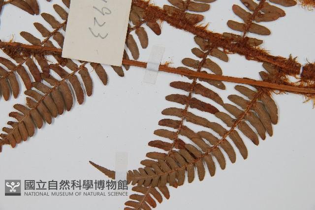 闊鱗鱗毛蕨藏品圖，第3張