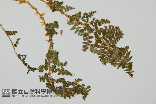 腺鱗毛蕨藏品圖，第3張