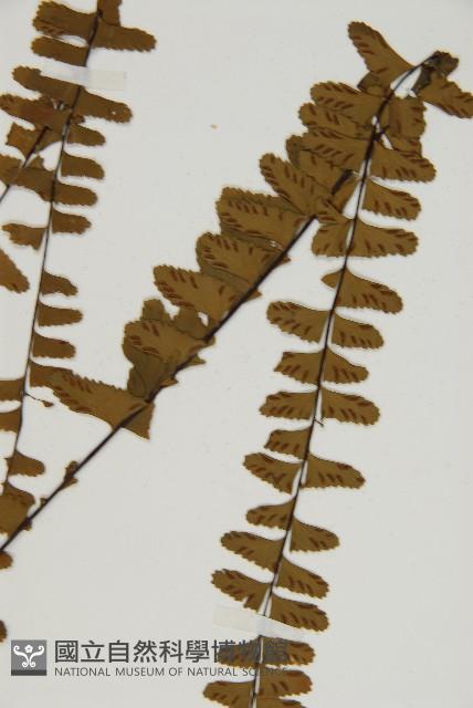 生芽鐵角蕨藏品圖，第3張