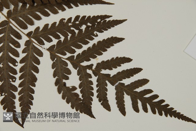 薄葉擬肋毛蕨藏品圖，第3張
