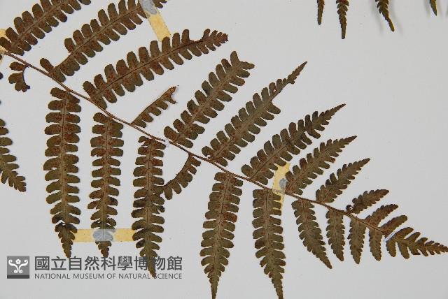 深山蹄蓋蕨藏品圖，第3張