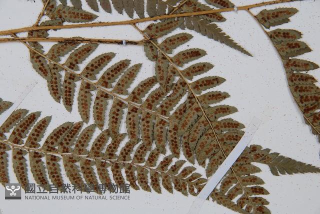 中華複葉耳蕨藏品圖，第3張