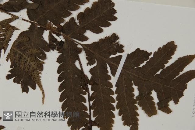 光葉軸脈蕨藏品圖，第6張