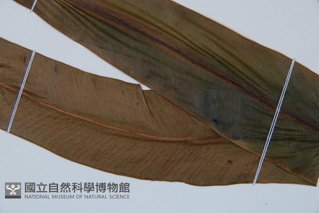 巢蕨藏品圖，第3張