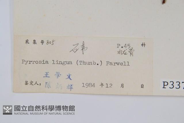 石葦藏品圖，第2張