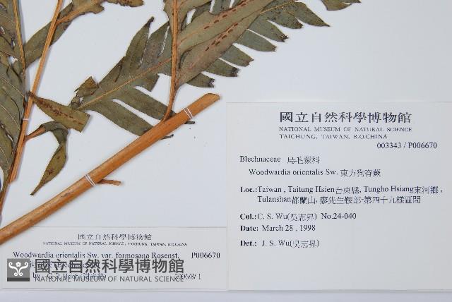 臺灣狗脊蕨藏品圖，第2張