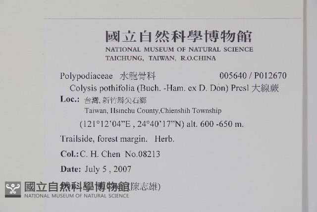 大線蕨藏品圖，第2張