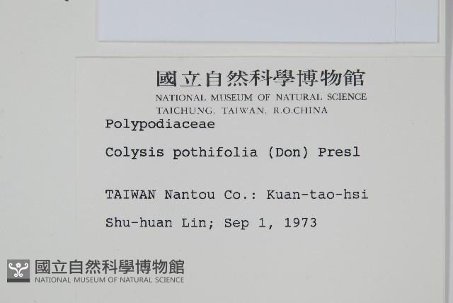 大線蕨藏品圖，第2張