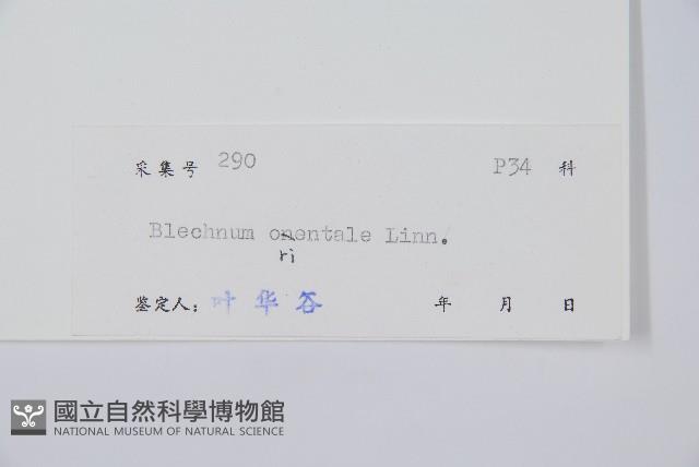 烏毛蕨藏品圖，第2張