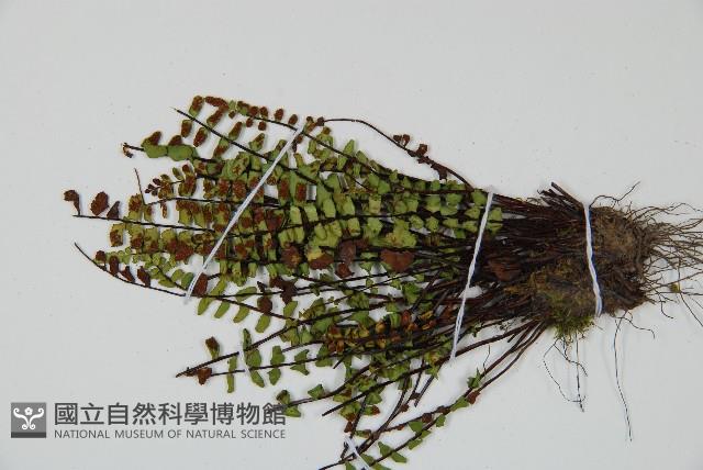 鐵角蕨藏品圖，第3張