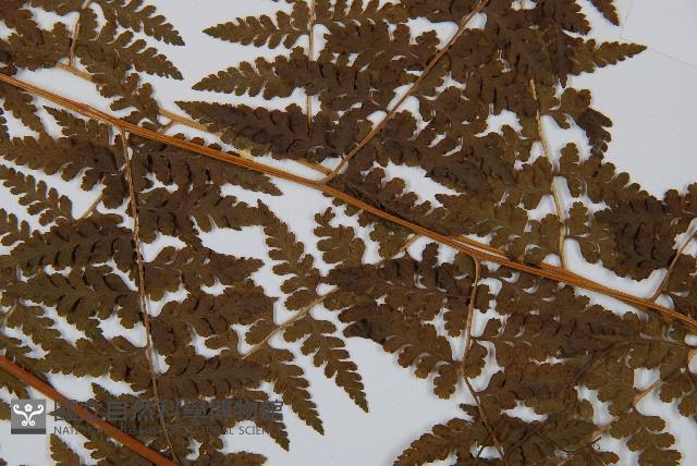 刺柄碗蕨藏品圖，第3張