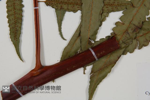 台灣樹蕨藏品圖，第3張