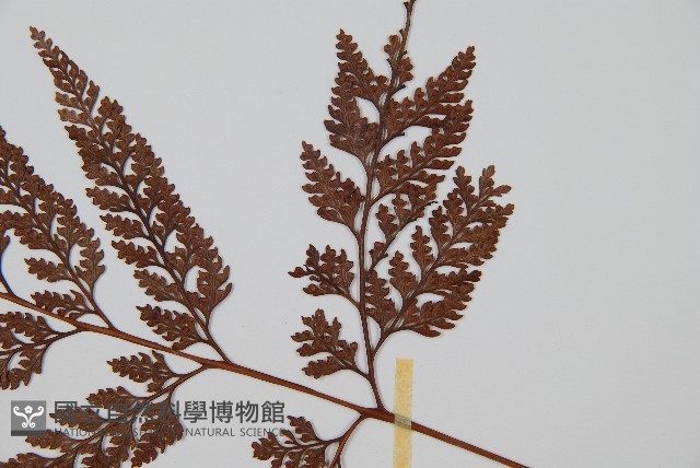 杯狀蓋陰石蕨藏品圖，第3張