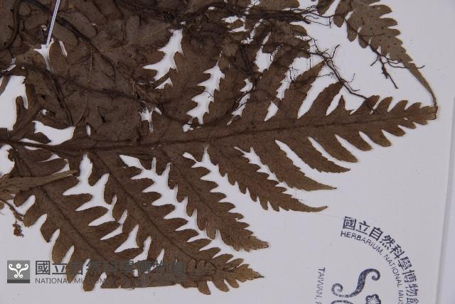 軸脈蕨藏品圖，第3張