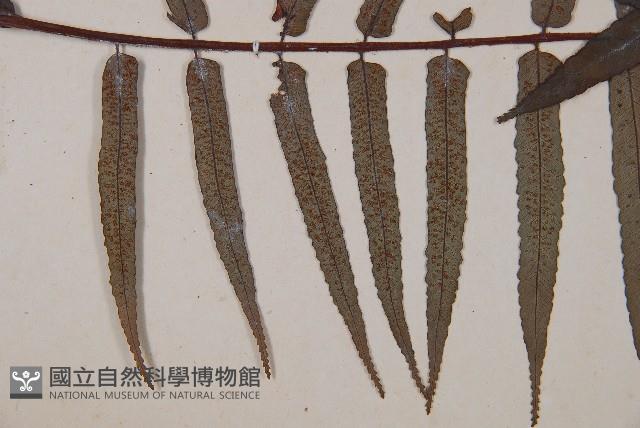 黑桫蕨藏品圖，第3張