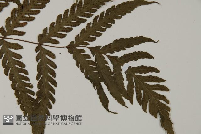 薄葉擬肋毛蕨藏品圖，第3張