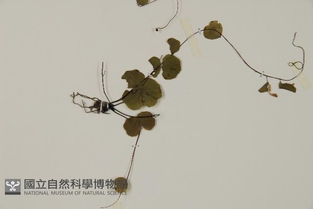 團羽鐵線蕨、團葉鐵線蕨、對葉鐵線蕨藏品圖，第3張