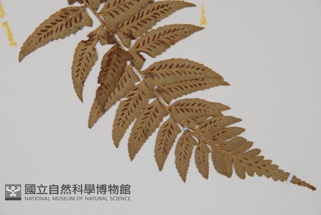 鋸齒雙蓋蕨、線葉雙蓋蕨、刺鱗雙蓋蕨藏品圖，第3張