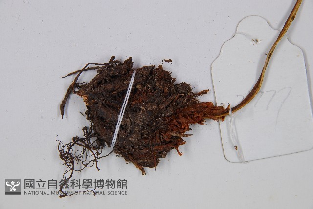 登錄號:P003870藏品圖，第3張