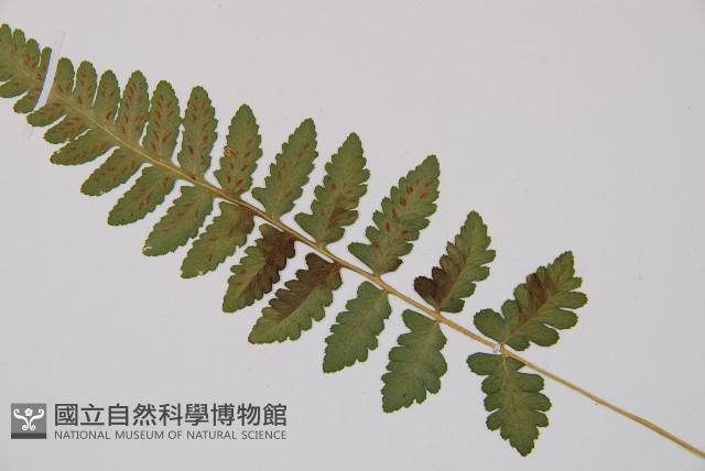 東洋蹄蓋蕨藏品圖，第3張