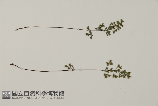 臺灣高山鐵線蕨藏品圖，第3張