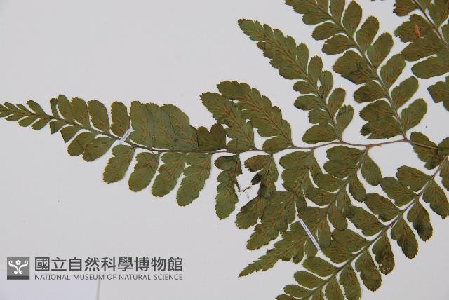 坡生蹄蓋蕨藏品圖，第3張