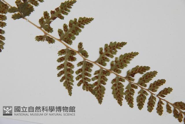 生芽蹄蓋蕨藏品圖，第3張