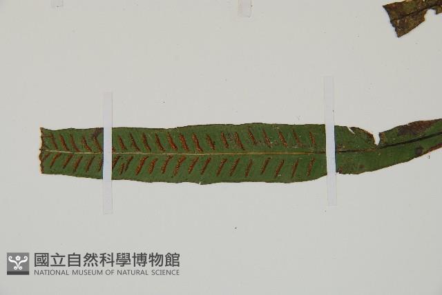 單葉雙蓋蕨藏品圖，第6張