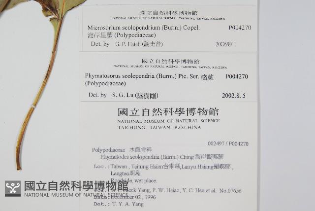 海岸星蕨藏品圖，第2張