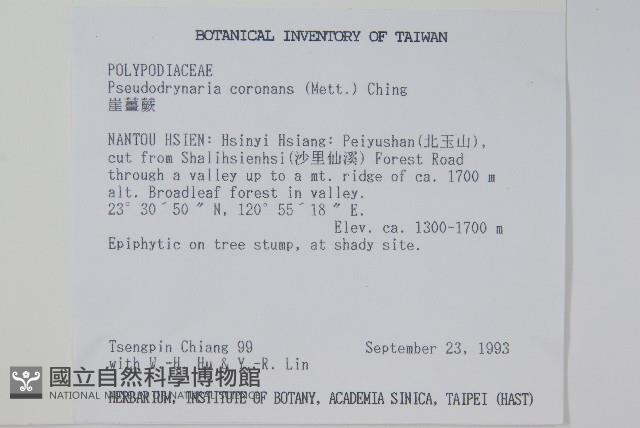 崖薑蕨藏品圖，第2張