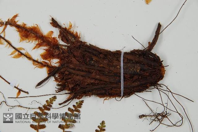 密毛鱗毛蕨藏品圖，第3張